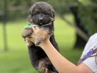 Yoshi , a male German Shepherd Dog for sale in Cleburne, TX – 3 of 4