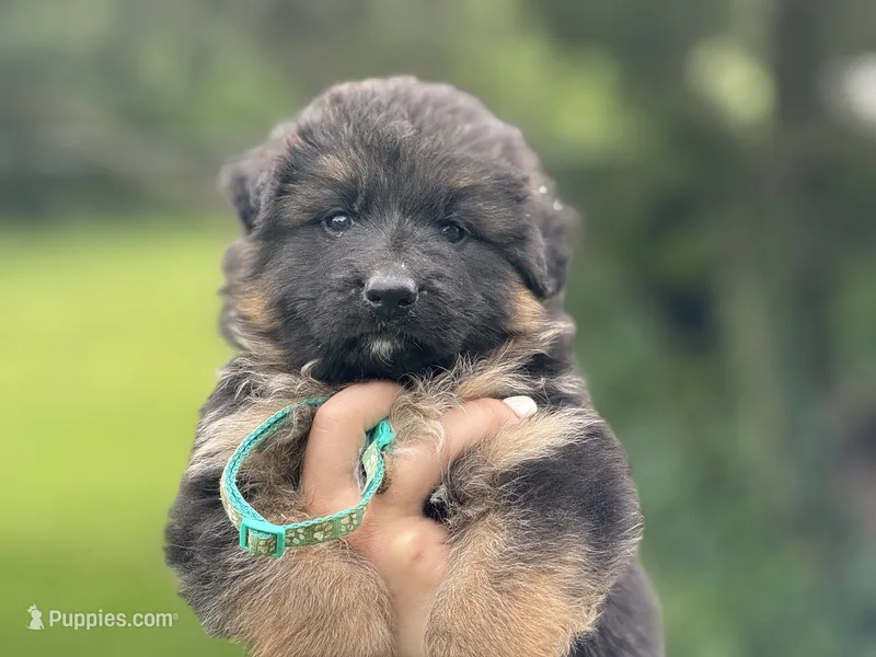 Yoshi  – German Shepherd Dog puppy for sale in Cleburne, TX