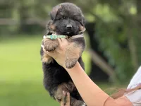 Yoshi , a male German Shepherd Dog for sale in Cleburne, TX – 2 of 4