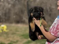 Vixen, a female German Shepherd Dog for sale in Cleburne, TX – Photo 1 of 4