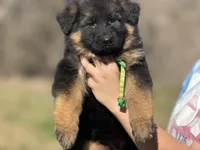 Vixen, a female German Shepherd Dog for sale in Cleburne, TX – Photo 4 of 4