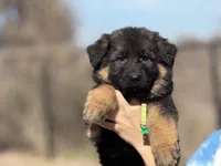 Vixen, a female German Shepherd Dog for sale in Cleburne, TX – Photo 3 of 4