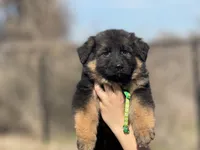 Vixen, a female German Shepherd Dog for sale in Cleburne, TX – Photo 2 of 4