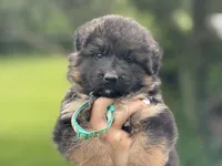 Yoshi , a male German Shepherd Dog for sale in Cleburne, TX – 4 of 4