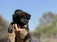 Wednesday , a female German Shepherd Dog for sale in Cleburne, TX – Photo 3 of 4