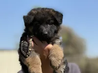 Wednesday , a female German Shepherd Dog for sale in Cleburne, TX – Photo 4 of 4