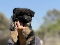 Wednesday , a female German Shepherd Dog for sale in Cleburne, TX – Photo 1 of 4