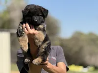 Wednesday , a female German Shepherd Dog for sale in Cleburne, TX – Photo 2 of 4