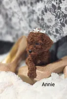 Annie , a male Cavapoo for sale in Cadott, WI – 6 of 10