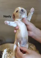 Neely , a male Cavachon for sale in Cadott, WI – 3 of 5