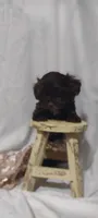 Mario , a male Shihpoo for sale in Cadott, WI – 9 of 10