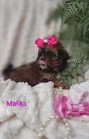Malika , a female Shihpoo for sale in Cadott, WI – 8 of 10