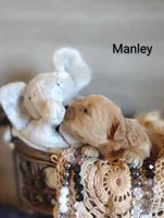 Manley , a male Shihpoo for sale in Cadott, WI – 2 of 8
