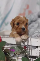Tilly , a female Cavapoo for sale in Cadott, WI – 2 of 10