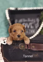 Tanner , a male Cavapoo for sale in Cadott, WI – 5 of 10