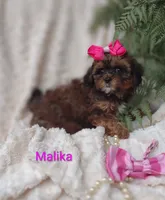 Malika , a female Shihpoo for sale in Cadott, WI – 5 of 10