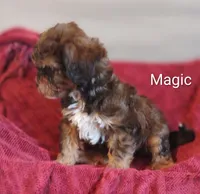 Magic , a male Shihpoo for sale in Cadott, WI – 6 of 10