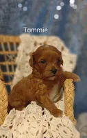 Tommie , a male Cavapoo for sale in Cadott, WI – 5 of 10