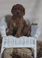 Ajay, a male Cavapoo for sale in Cadott, WI – 3 of 10