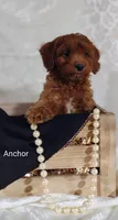 Anchor , a male Cavapoo for sale in Cadott, WI – 9 of 10