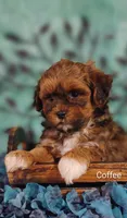 Coffee , a male Shih Tzu for sale in Cadott, WI – 4 of 10