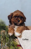 Coffee , a male Shih Tzu for sale in Cadott, WI – 2 of 10