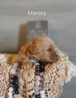 Manley , a male Shihpoo for sale in Cadott, WI – 6 of 8