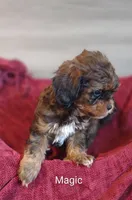 Magic , a male Shihpoo for sale in Cadott, WI – 7 of 10