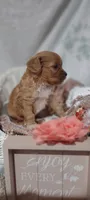 Tilly , a female Cavapoo for sale in Cadott, WI – 10 of 10