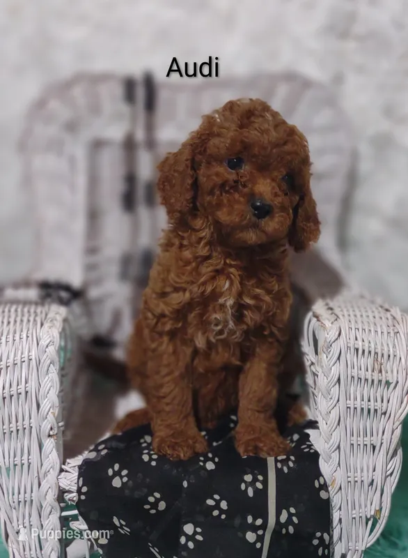 Audi  – Cavapoo puppy for sale in Cadott, WI