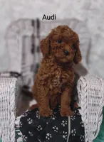 Audi , a male Cavapoo for sale in Cadott, WI – 1 of 10