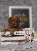 Claire, a female Cavapoo for sale in Cadott, WI – Photo 4 of 10