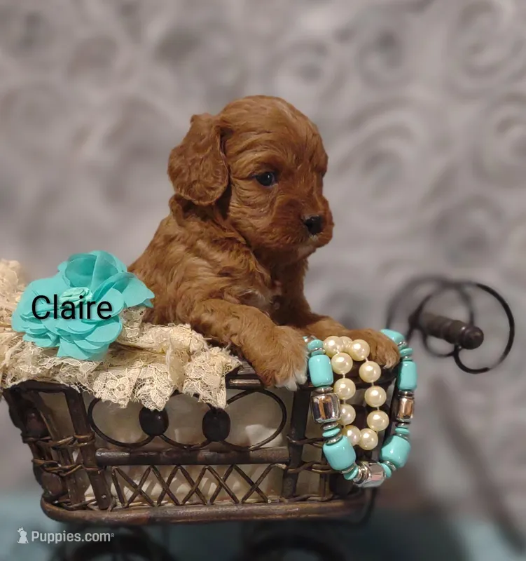 Claire – Cavapoo puppy for sale in Cadott, WI