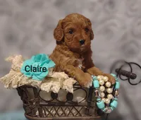 Claire, a female Cavapoo for sale in Cadott, WI – Photo 7 of 10