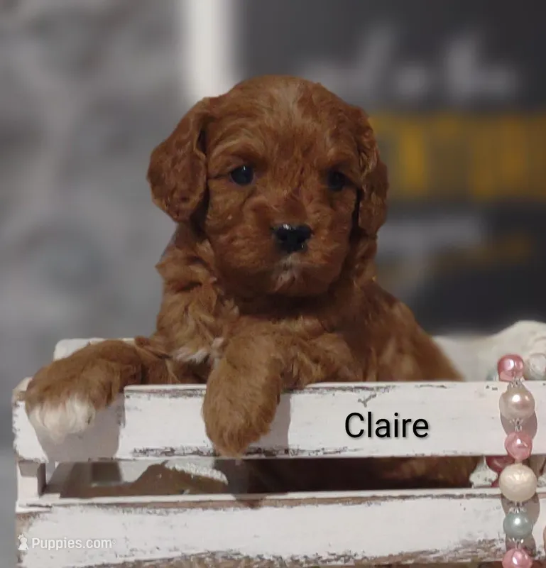 Claire – Cavapoo puppy for sale in Cadott, WI