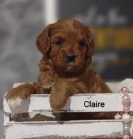 Claire, a female Cavapoo for sale in Cadott, WI – Photo 1 of 10