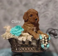 Claire, a female Cavapoo for sale in Cadott, WI – Photo 2 of 10