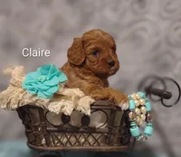 Claire, a female Cavapoo for sale in Cadott, WI – Photo 3 of 10