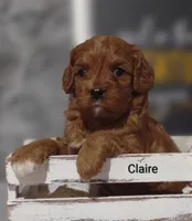Claire, a female Cavapoo for sale in Cadott, WI – Photo 8 of 10