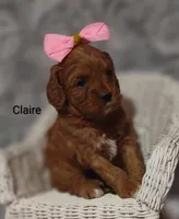 Claire, a female Cavapoo for sale in Cadott, WI – Photo 9 of 10