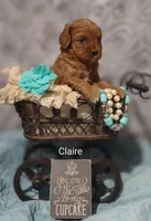 Claire, a female Cavapoo for sale in Cadott, WI – Photo 5 of 10