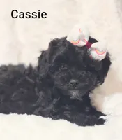 Cassie , a female Shih Tzu for sale in Cadott, WI – 10 of 10