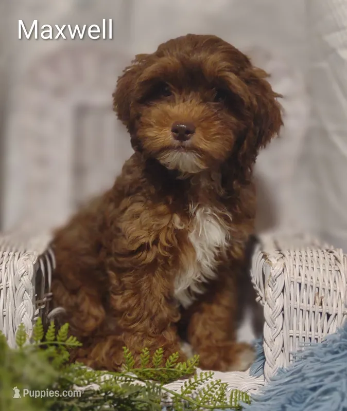 Maxwell  – Shihpoo puppy for sale in Cadott, WI