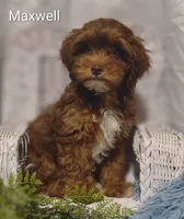 Maxwell , a male Shihpoo for sale in Cadott, WI – 1 of 7