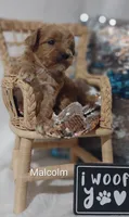 Malcolm , a male Shihpoo for sale in Cadott, WI – 5 of 9
