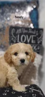 Neely , a male Cavachon for sale in Cadott, WI – 7 of 10