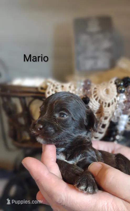 Mario  – Shihpoo puppy for sale in Cadott, WI