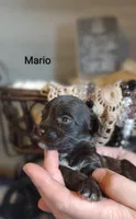 Mario , a male Shihpoo for sale in Cadott, WI – 5 of 6