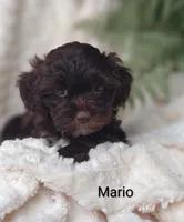 Mario , a male Shihpoo for sale in Cadott, WI – 2 of 10