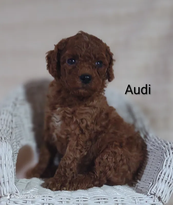 Audi  – Cavapoo puppy for sale in Cadott, WI